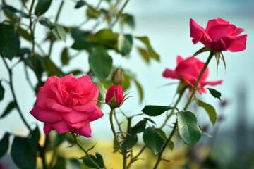 pink rose flower background. Red roses on a bush in the garden, close-up. delicate pink rose flower with green leaves. Red Rose Magic. beauty in the garden. concept of romance, gift