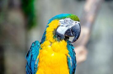 Military Macaw sitting on a branch at the zoo
