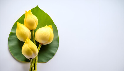 Four Yellow Lotus Buds on a Green Leaf Against a White Background