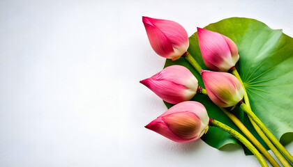 Pink Lotus Buds With Green Leaf on White Background
