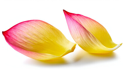 Two Delicate Pink And Yellow Lotus Petals On A White Background