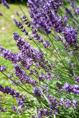 Lavender bushes closeup. Summer season natural background. Fragrant lavender flowers blooming on field in farmland