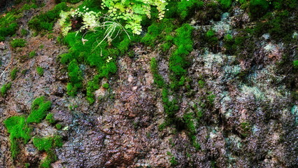 Vivid Green Moss Growth On Rocky Surface Close-Up View