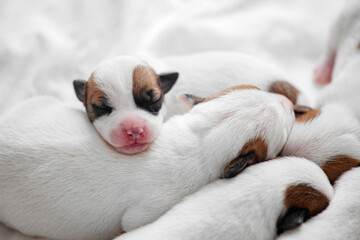 Group of Newborn Puppies lying on blanket