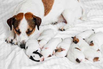 Mom Dog with newborn Puppy resting at bed
