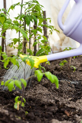 Watering seedling tomato plant in greenhouse garden