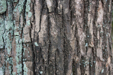 bark of a tree