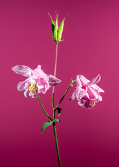 Blooming Pink Aquilegia on a pink background