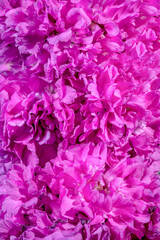 Obraz premium Blooming Lichnis viscaria Pink Rosea Plena