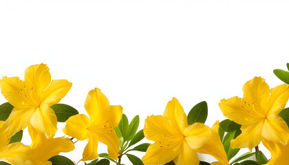 Fototapeta premium Yellow Azalea Flowers Against a White Background