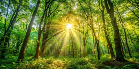 Fototapeta premium Sunlight filtering through the dense foliage of trees in a lush forest setting , rays, sun, trees, nature, sunlight