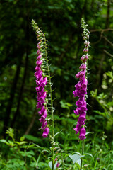 Digitales ( digitalis ) parc régional des volcans d'auvergne, puy de dome, auvergne-rhone-alpes, France