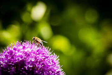 bee on a flower