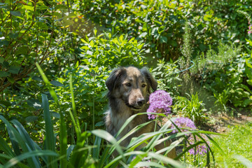 Adoptierter türkischer Mischlingshund im Garten