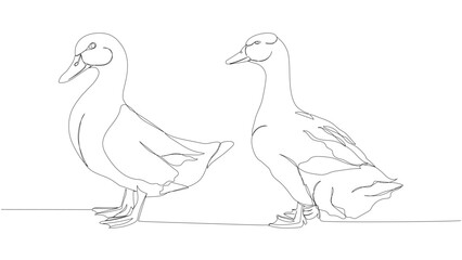 two ducks, poultry, goose one line art. Continuous line drawing of farm, nature, agriculture, farm animals, rural life, ranch.