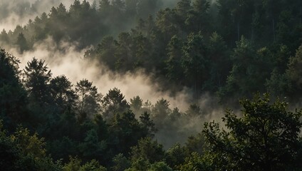 Obraz premium Celestial fog wisps through forest adds beauty wallpaper.