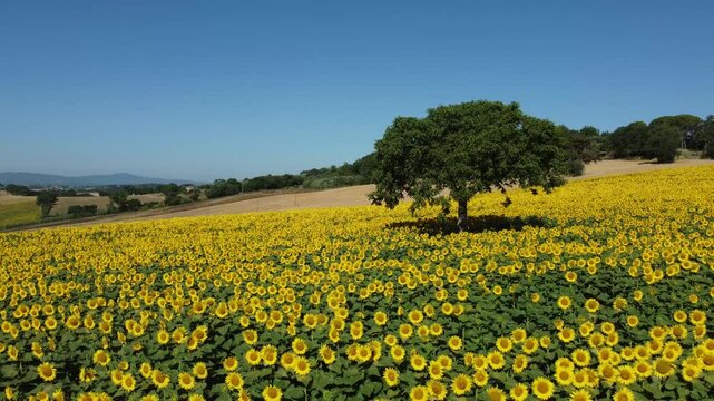 Girasoli, campagna e colori in Italia