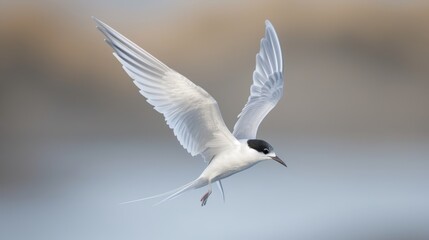 Fototapeta premium Arctic Tern in Flight: An arctic tern gracefully flying over the tundra, with its long, pointed wings outstretched.