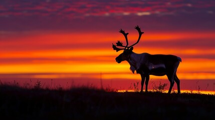 Caribou Silhouette at Sunset: A lone caribou silhouetted against a vibrant orange and purple sunset on the tundra.