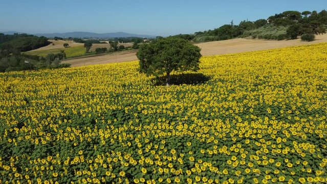 Girasoli, campagna e colori in Italia