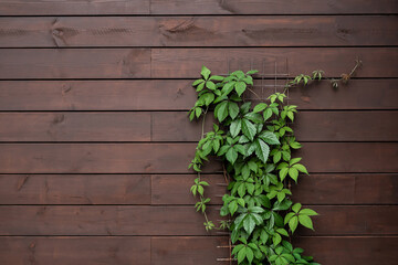 Green ivy on a wooden wall. Timber board texture