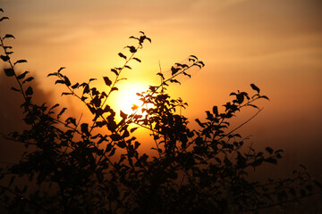 Fototapeta premium sunset in the forest