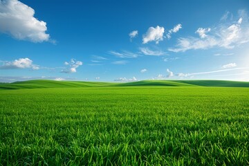 Obraz premium Serene Green Field under a Blue Sky