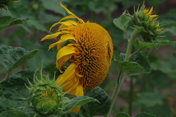 słonecznik dojrzewający pełnia lata rośliny i kwiaty . © Piotr