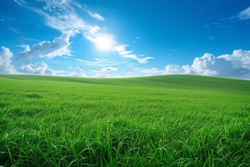 Fototapeta premium Green Field Under a Blue Sky