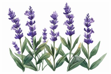 A beautiful, fragrant lavender plant with vibrant purple blooms, perfect for relaxation and calming atmosphere. The delicate purple petals are a sight to behold.