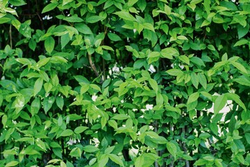 Beautiful green leaves background. Natural creative layout for wallpaper and advertising. 