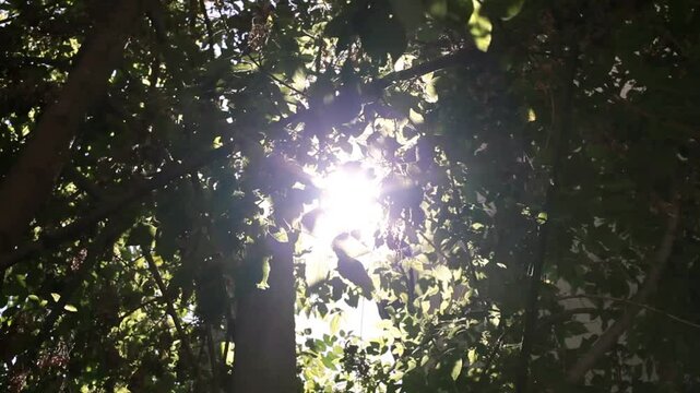A close-up view of sunlight streaming through the leaves of a lush green tree, creating a mesmerizing interplay of light and shadow.