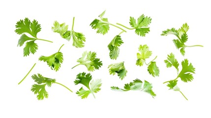 Flying Thai Corianders on Isolated White Background