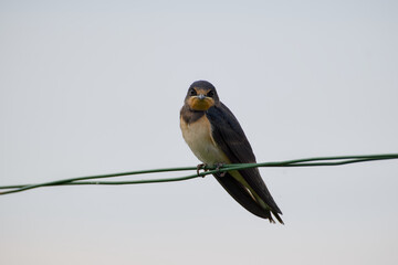 barn swallow perching on a wire on the sky background