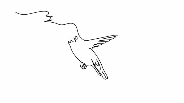 Hummingbird. One line drawing animation. Video clip with alpha channel.