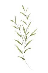 Branch leaves, watercolor botanical  illustration, digital floral decoration for poster, greeting card, birthday, wedding design. Isolated on white background. Hand drawing.