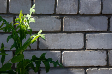 Green leaves of a plant on a background of white bricks, close-up. The sun illuminates the green leaves and white bricks of the wall. Fragment of the wall of a house made of silicate bricks.