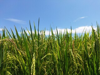 Obraz premium Rice plants and beautiful blue sky.