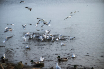Fototapeta premium Möwen am Ueckermünder Haff