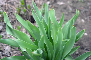 Beautiful and unusual nature, plants, spring flowers. Young tulip bushes with green leaves growing in a home garden.