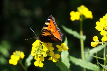 A beautiful butterfly on a yellow flower.