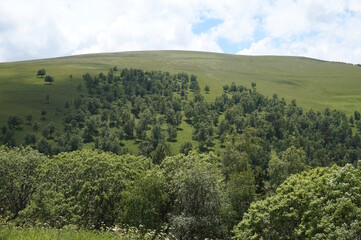 View of the green trees on the hill.