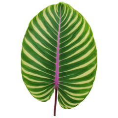 Calathea leaf oval leaf with striking green and purple patterning and prominent veins Calathea zebrina