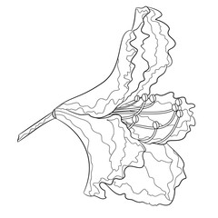 Flower rhododendron mountain shrub  outline on a white background  vintage bloom eight vector illustration editable hand draw