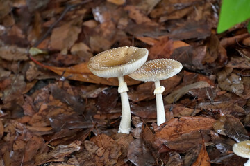 小さな小さなテングタケ