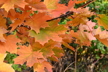 a maple tree with green and orange leaves close up