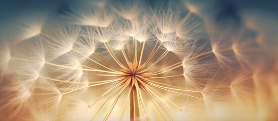 Naklejka premium Dandelion Seeds Close Up with Warm Hues