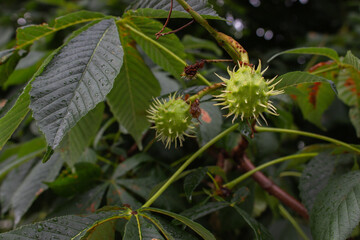 Chestnuts on a tree, close up. Young chestnut fruits in raindrops. Fresh green foliage in water drops. Summer nature in details. Chestnut tree in park. Natural background. Beauty in nature.
