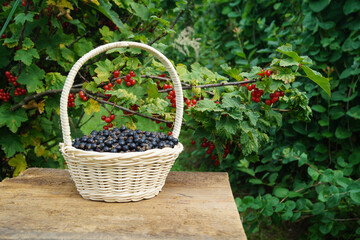 A basket with ripe currants on the background of bushes with berries