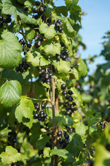The black currant is ripe on the branches in the garden